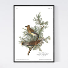 Load image into Gallery viewer, Cedar Bird Print by John Audubon