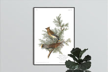 Load image into Gallery viewer, Cedar Bird Print by John Audubon