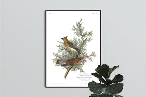 Cedar Bird Print by John Audubon