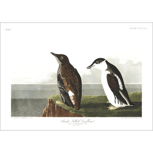 Slender-Billed Guillemot Print by John Audubon