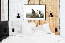 Load image into Gallery viewer, Slender-Billed Guillemot Print by John Audubon