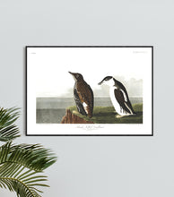 Load image into Gallery viewer, Slender-Billed Guillemot Print by John Audubon