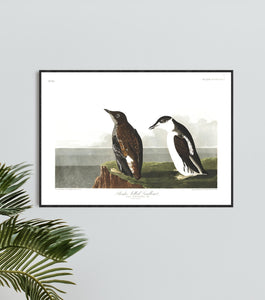 Slender-Billed Guillemot Print by John Audubon