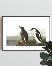 Load image into Gallery viewer, Slender-Billed Guillemot Print by John Audubon