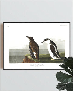 Slender-Billed Guillemot Print by John Audubon