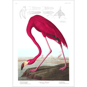 American Flamingo Print by John Audubon