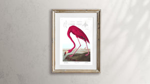 American Flamingo Print by John Audubon