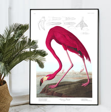Load image into Gallery viewer, American Flamingo Print by John Audubon