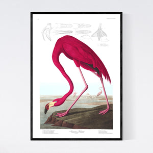 American Flamingo Print by John Audubon