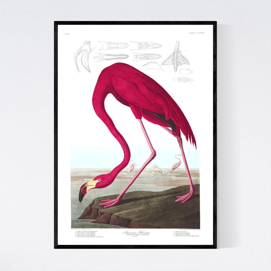 American Flamingo Print by John Audubon - Free Shipping Available