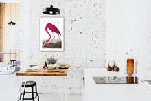 Load image into Gallery viewer, American Flamingo Print by John Audubon