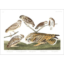 Load image into Gallery viewer, Burrowing Owl Large-Headed Burrowing Owl Little Night Owl Columbian Owl and Short-Eared Owl Print by John Audubon
