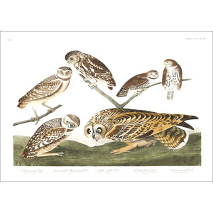 Burrowing Owl Large-Headed Burrowing Owl Little Night Owl Columbian Owl and Short-Eared Owl Print by John Audubon