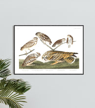 Load image into Gallery viewer, Burrowing Owl Large-Headed Burrowing Owl Little Night Owl Columbian Owl and Short-Eared Owl Print by John Audubon