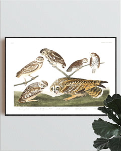 Burrowing Owl Large-Headed Burrowing Owl Little Night Owl Columbian Owl and Short-Eared Owl Print by John Audubon