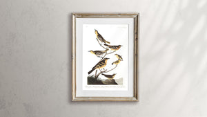 Bullock's Oriole Baltimore Oriole Mexican Goldfinch Varied Thrush and Common Water Thrush Print by John Audubon