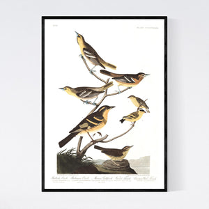 Bullock's Oriole Baltimore Oriole Mexican Goldfinch Varied Thrush and Common Water Thrush Print by John Audubon