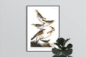 Bullock's Oriole Baltimore Oriole Mexican Goldfinch Varied Thrush and Common Water Thrush Print by John Audubon