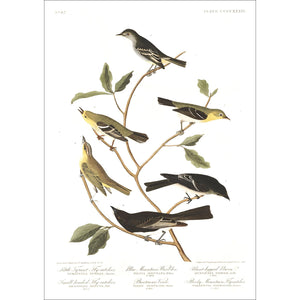 Little Tyrant Fly-Catcher Blue Mountain Warbler Short-Legged Pewee Small-Headed Fly-Catcher Bartram's Vireo and Rocky Mountain Fly-Catcher Print by John Audubon