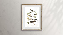 Load image into Gallery viewer, Little Tyrant Fly-Catcher Blue Mountain Warbler Short-Legged Pewee Small-Headed Fly-Catcher Bartram&#39;s Vireo and Rocky Mountain Fly-Catcher Print by John Audubon