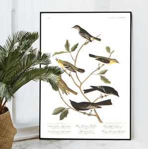 Little Tyrant Fly-Catcher Blue Mountain Warbler Short-Legged Pewee Small-Headed Fly-Catcher Bartram's Vireo and Rocky Mountain Fly-Catcher Print by John Audubon