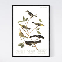 Load image into Gallery viewer, Little Tyrant Fly-Catcher Blue Mountain Warbler Short-Legged Pewee Small-Headed Fly-Catcher Bartram&#39;s Vireo and Rocky Mountain Fly-Catcher Print by John Audubon