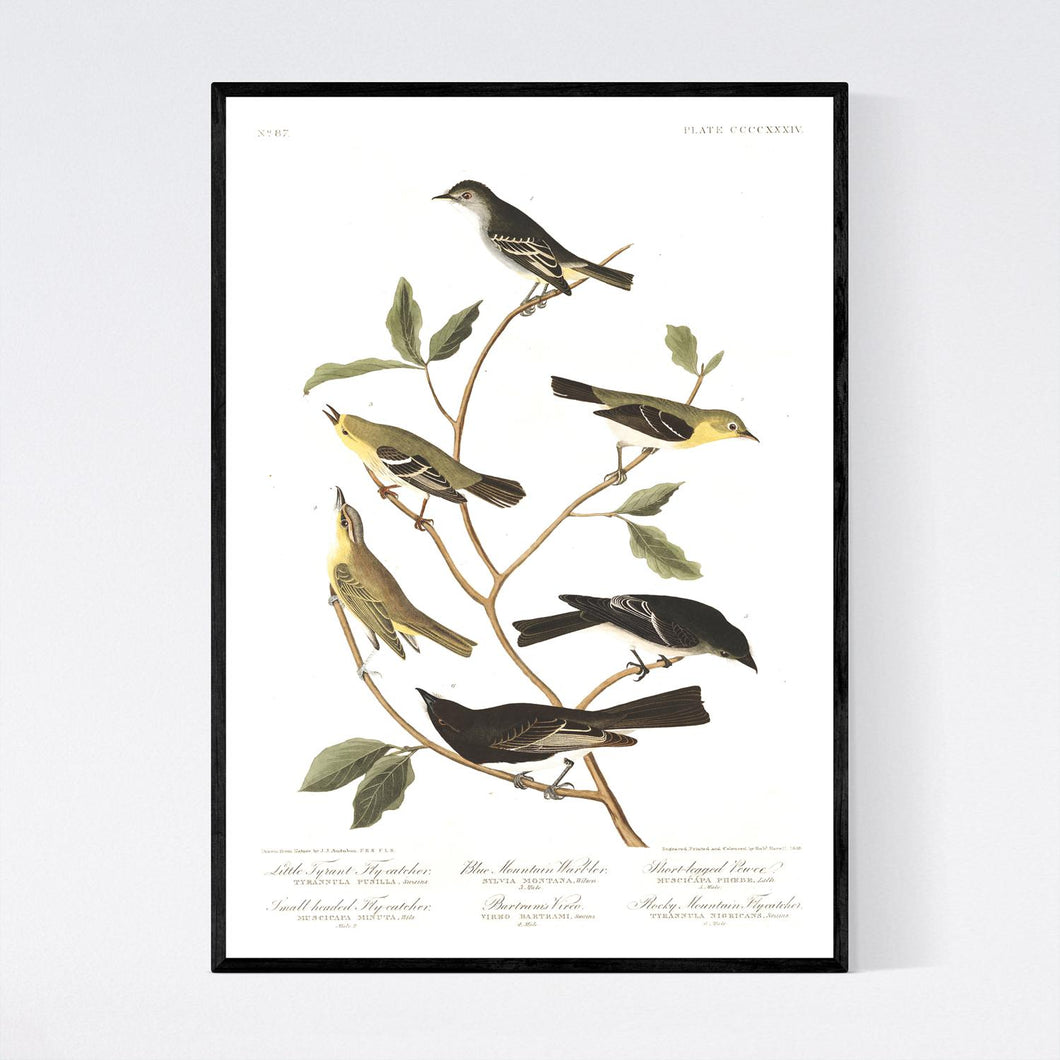 Little Tyrant Fly-Catcher Blue Mountain Warbler Short-Legged Pewee Small-Headed Fly-Catcher Bartram's Vireo and Rocky Mountain Fly-Catcher Print by John Audubon