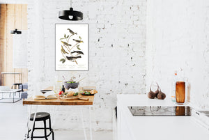 Little Tyrant Fly-Catcher Blue Mountain Warbler Short-Legged Pewee Small-Headed Fly-Catcher Bartram's Vireo and Rocky Mountain Fly-Catcher Print by John Audubon