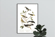 Load image into Gallery viewer, Little Tyrant Fly-Catcher Blue Mountain Warbler Short-Legged Pewee Small-Headed Fly-Catcher Bartram&#39;s Vireo and Rocky Mountain Fly-Catcher Print by John Audubon