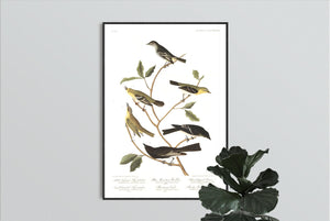 Little Tyrant Fly-Catcher Blue Mountain Warbler Short-Legged Pewee Small-Headed Fly-Catcher Bartram's Vireo and Rocky Mountain Fly-Catcher Print by John Audubon