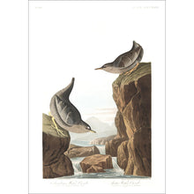 Load image into Gallery viewer, Columbian Water Ouzel and Arctic Water Ouzel Print by John Audubon