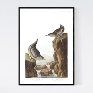 Columbian Water Ouzel and Arctic Water Ouzel Print by John Audubon