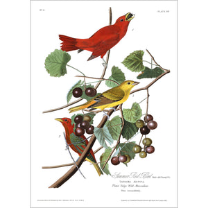 Summer Red Bird Print by John Audubon