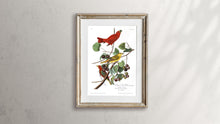 Load image into Gallery viewer, Summer Red Bird Print by John Audubon