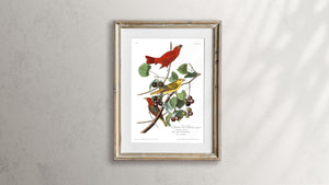 Summer Red Bird Print by John Audubon