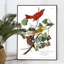 Load image into Gallery viewer, Summer Red Bird Print by John Audubon