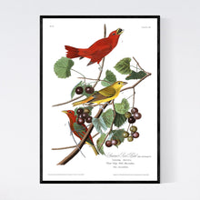 Load image into Gallery viewer, Summer Red Bird Print by John Audubon