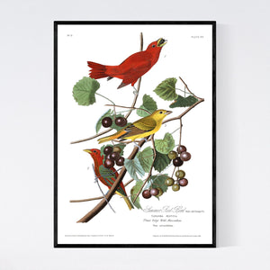 Summer Red Bird Print by John Audubon