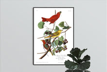 Load image into Gallery viewer, Summer Red Bird Print by John Audubon