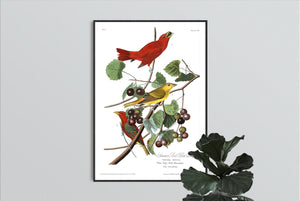 Summer Red Bird Print by John Audubon