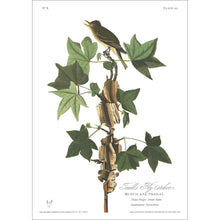 Load image into Gallery viewer, Traill&#39;s Flycatcher Print by John Audubon