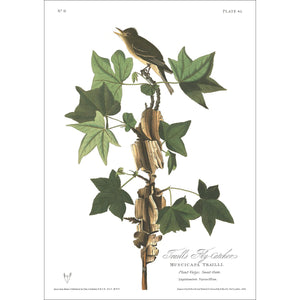 Traill's Flycatcher Print by John Audubon