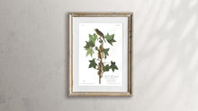 Load image into Gallery viewer, Traill&#39;s Flycatcher Print by John Audubon