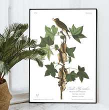 Load image into Gallery viewer, Traill&#39;s Flycatcher Print by John Audubon