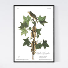 Load image into Gallery viewer, Traill&#39;s Flycatcher Print by John Audubon