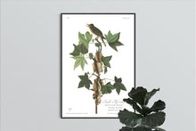 Load image into Gallery viewer, Traill&#39;s Flycatcher Print by John Audubon