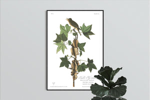 Traill's Flycatcher Print by John Audubon