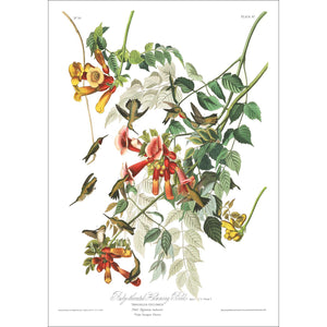 Ruby-Throated Humming Bird Print by John Audubon