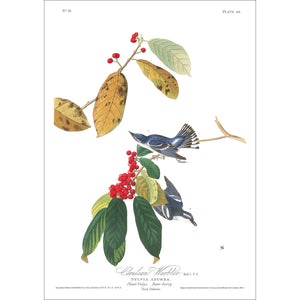 Cerulean Warbler Print by John Audubon