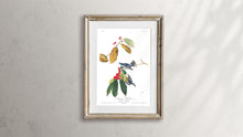 Load image into Gallery viewer, Cerulean Warbler Print by John Audubon